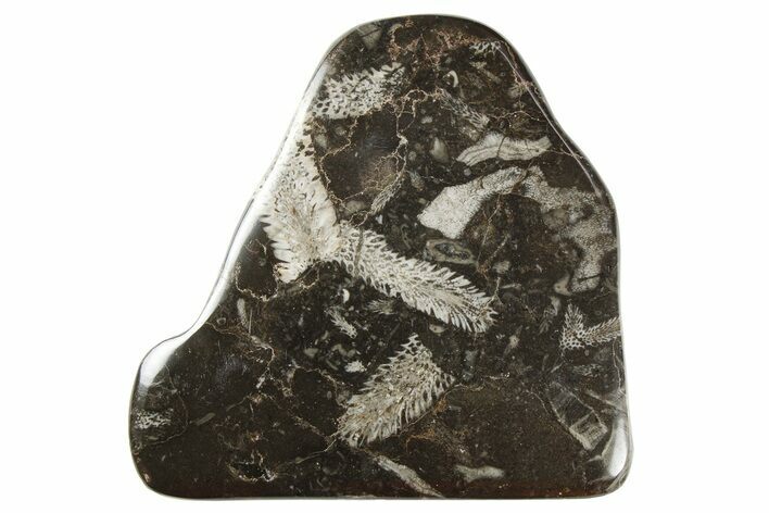 Polished Devonian Fossil Coral and Bryozoan Plate - Morocco #259095